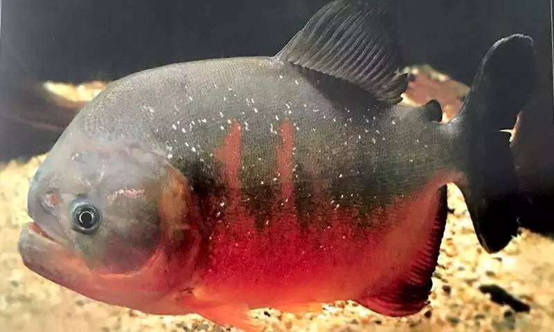 黑色食人鱼 红色图片