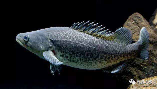 peelii,英文名murray cod),也称澳洲龙纹斑,澳斑,属辐鳍鱼纲,鲈形目