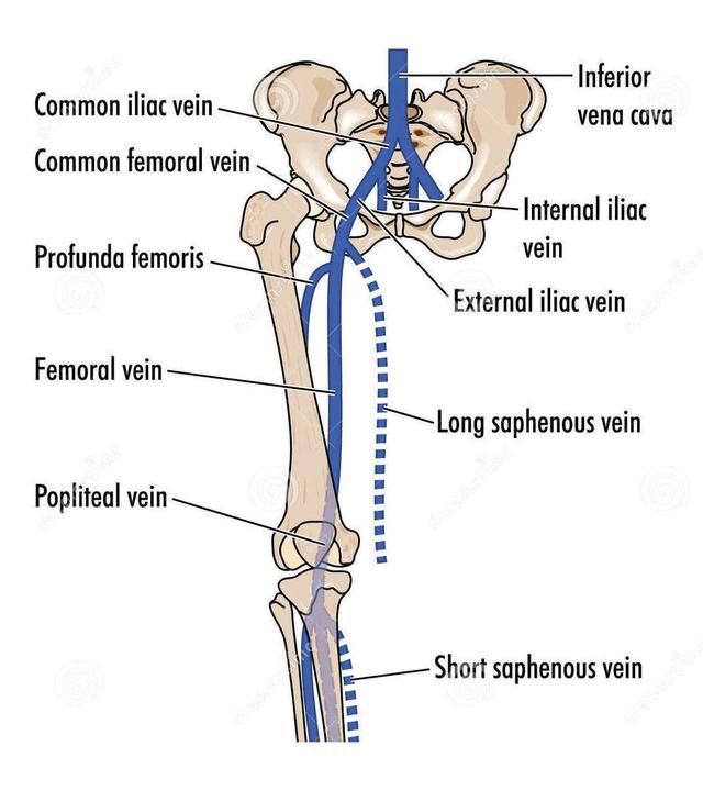 股静脉走行图片图片