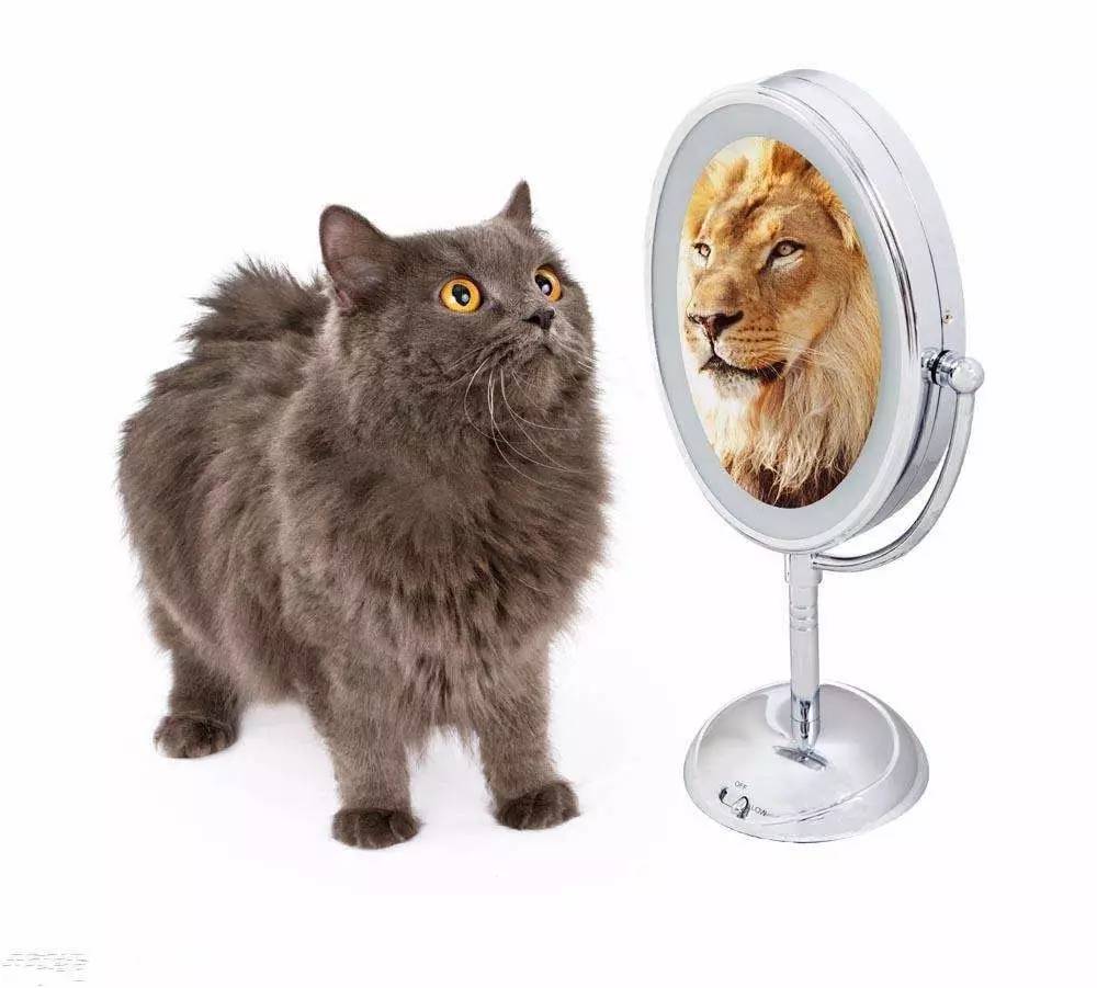 一只猫照镜子画老虎图片