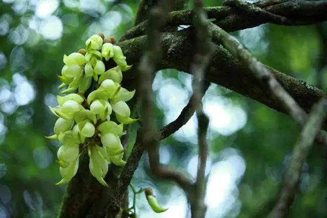 5月20日21日萬人觀賞的高州仙人洞禾雀花杜鵑花節1天遊又到了