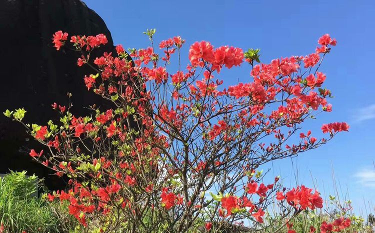 仙岩的映山紅開了