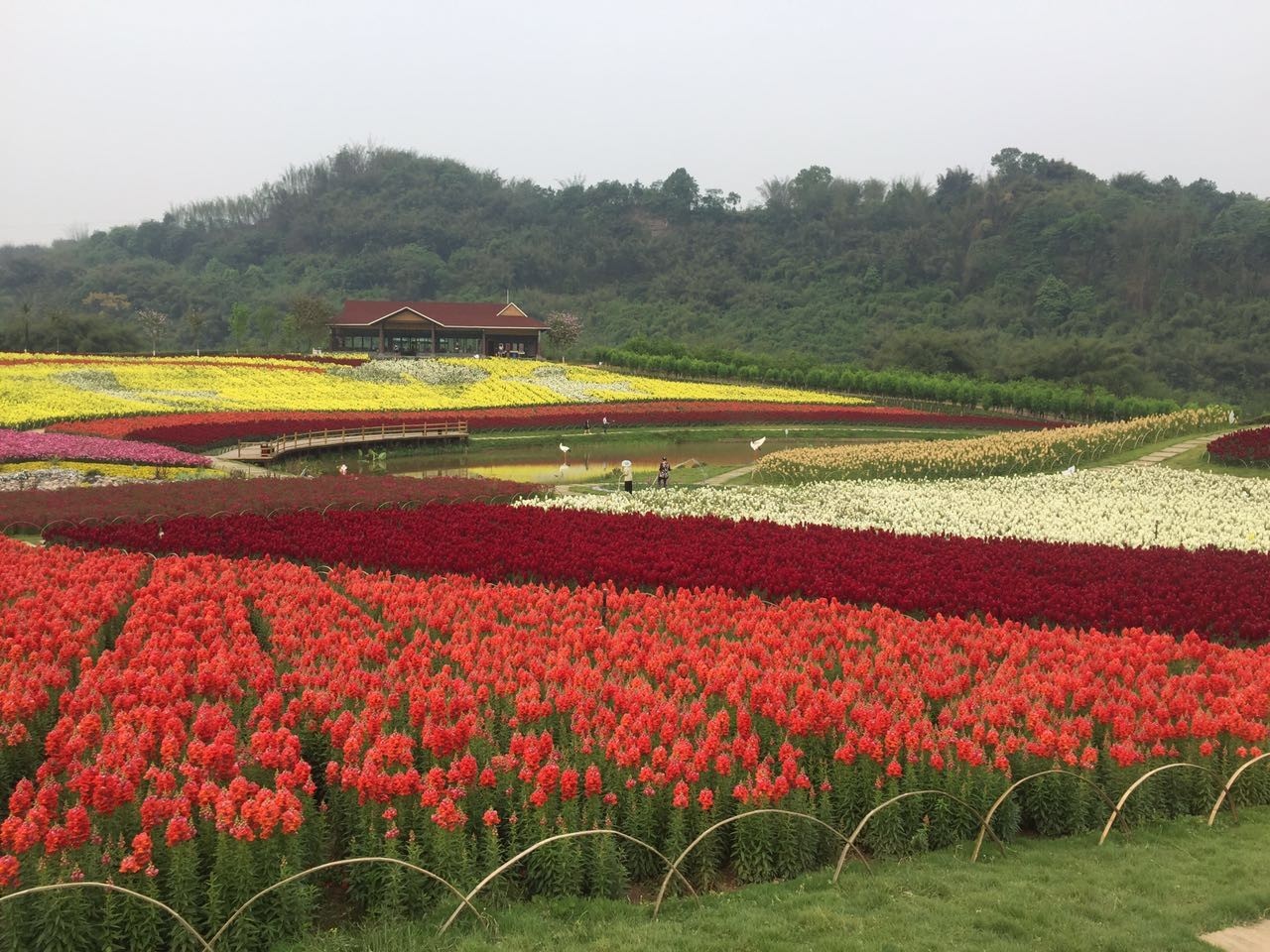 周日小红帽和大家一起相约蜀南花海,约不约?