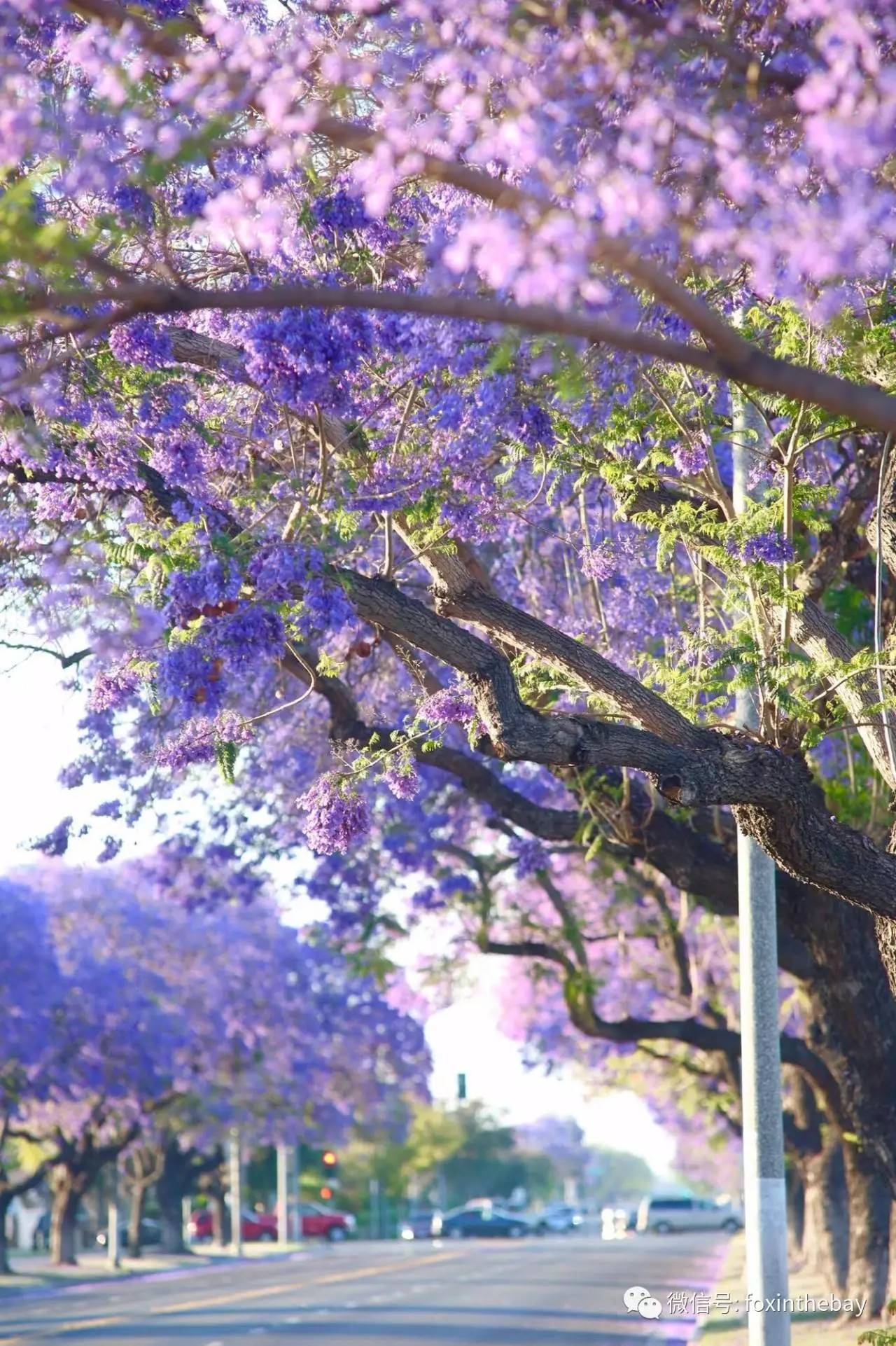 赞美蓝花楹的美图片