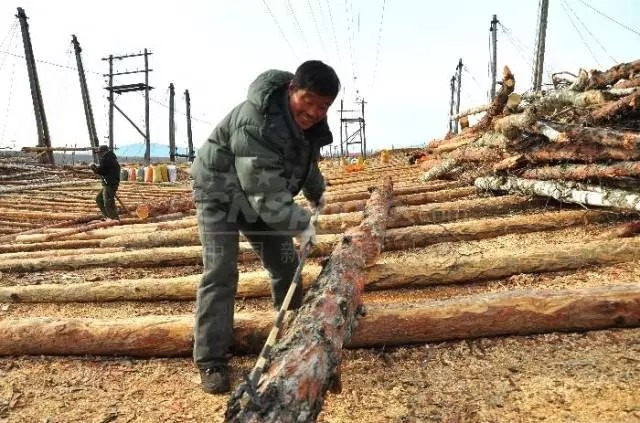 内蒙古大兴安岭阿龙山林业局贮木场,一名工人微笑着在给木材量尺