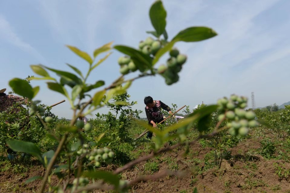 九江地區最大的藍莓種植基地,這個月底要舉辦