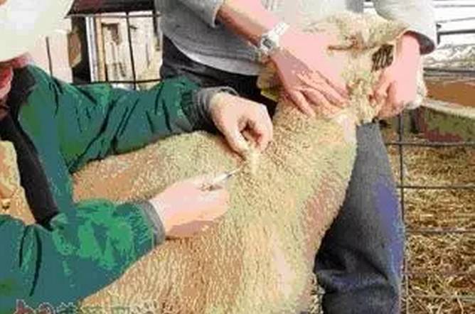 羊病针灸图图片