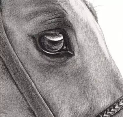 她用铅笔画了一匹马,折服了千万粉丝太强悍了!