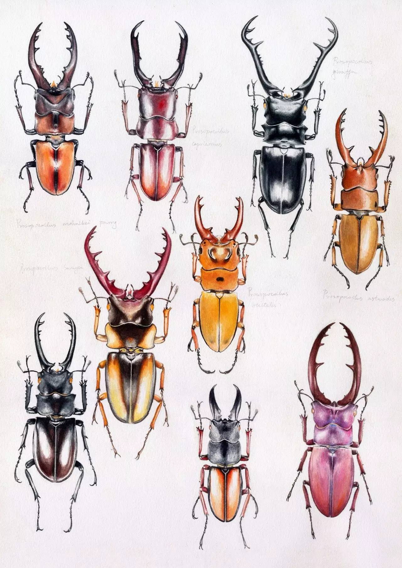 锹甲虫线描图片