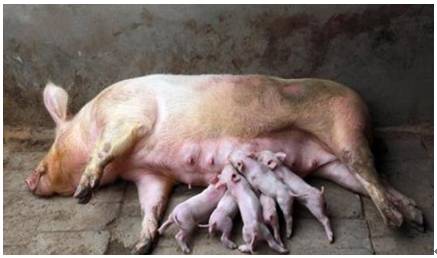 缅甸小猪喂人奶图片