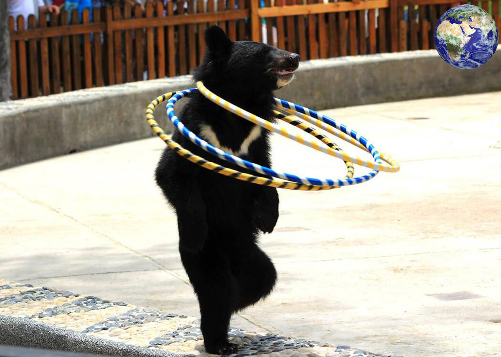 如何看待福州動物園虐待黑熊的行為?