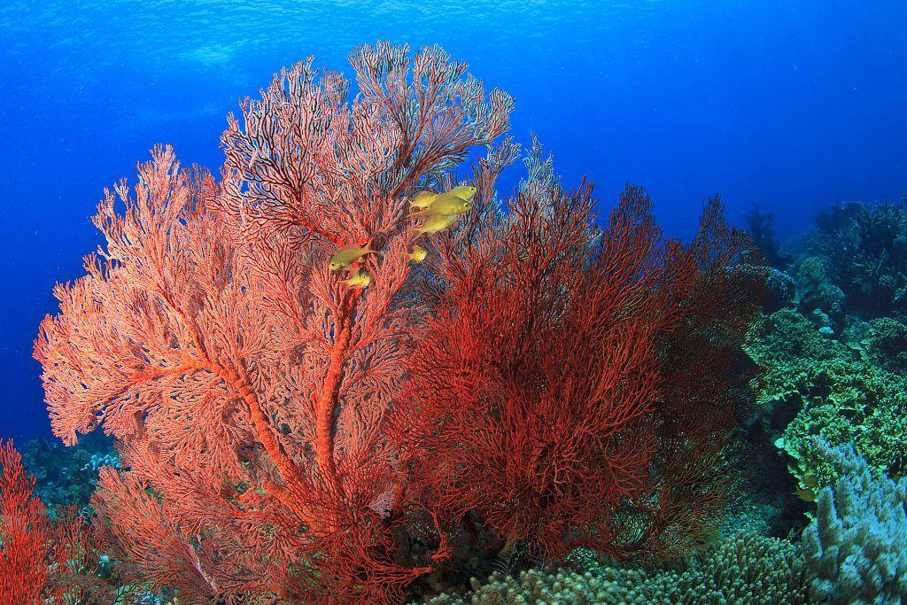 实用丨火眼金睛鉴别海底瑰宝红珊瑚