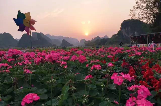 九龍小鎮荷花節,交通路線~自駕車路線九龍小鎮荷花節地址:廣東清遠