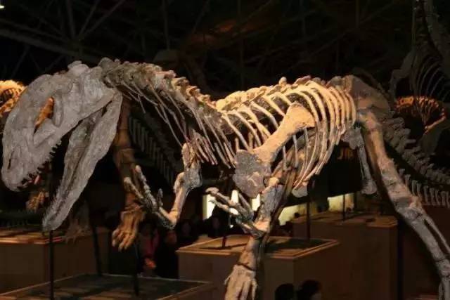 三叠中国龙许氏禄丰龙是原蜥脚下目恐龙的一个属,生存于侏罗纪早到