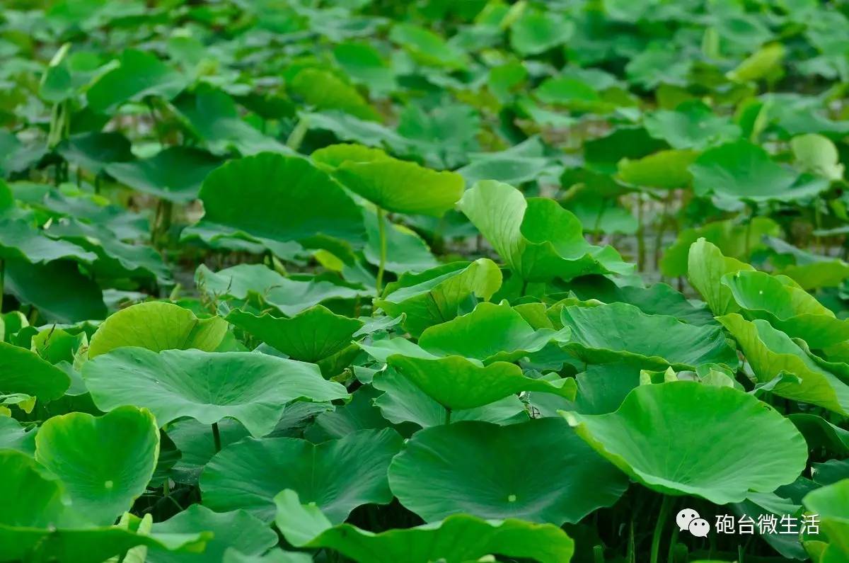 炮臺坡林蓮花池悄然綻放小荷已露尖尖角