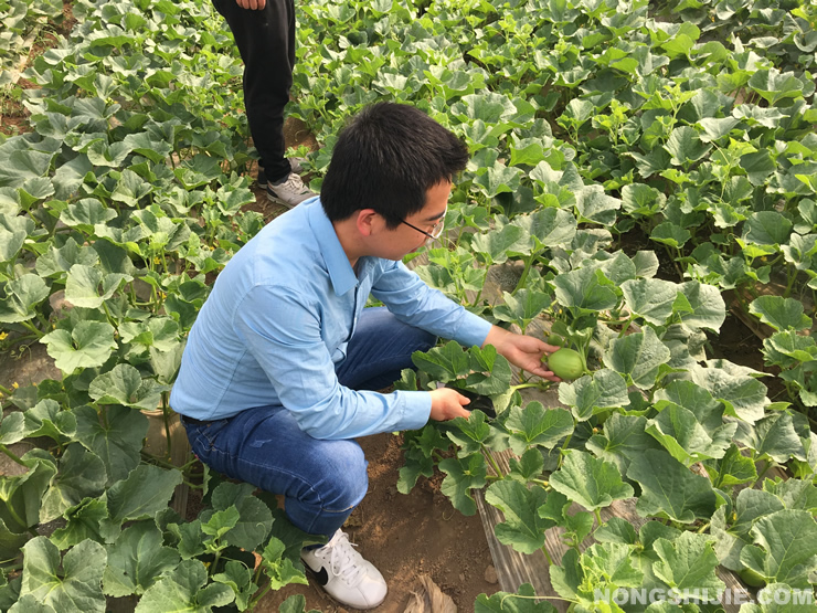 甜瓜收获季节,何飞杰到田间地头农户收瓜.