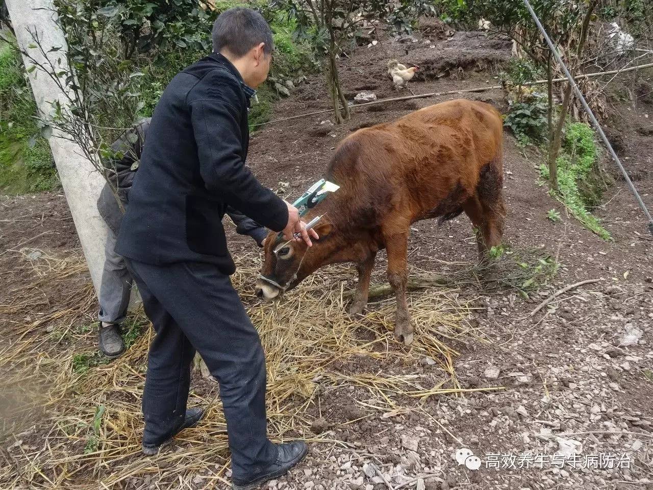 养牛人得知道:几种常见疾病防治措施?