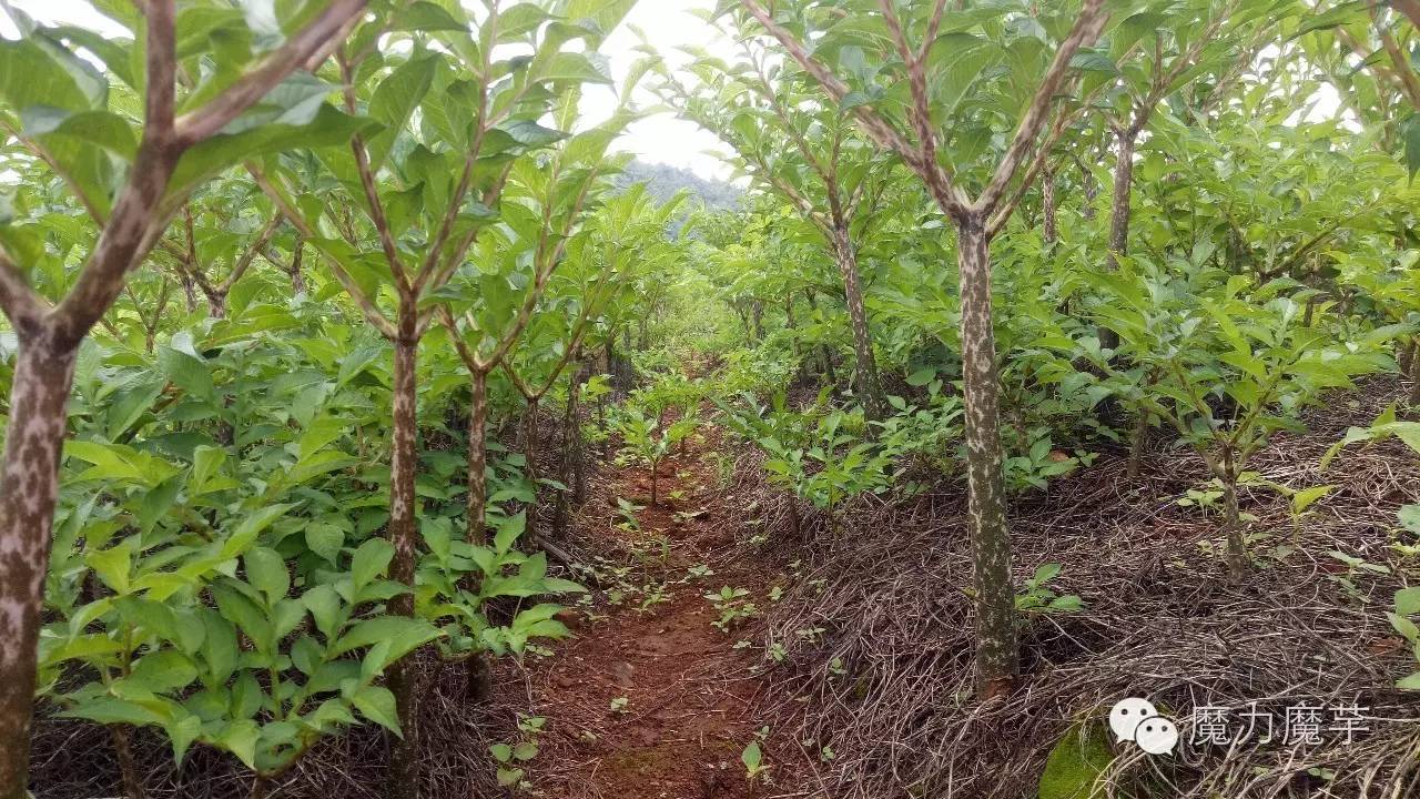 吃魔芋有什麼好處和壞處