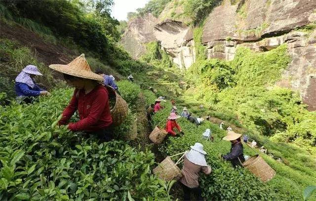 采摘武夷岩茶有讲究