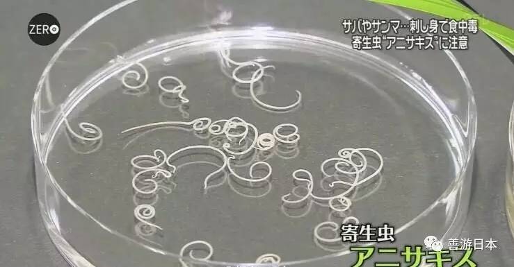 日本人生吃鱼类等海鲜导致感染海兽胃线虫人数激增