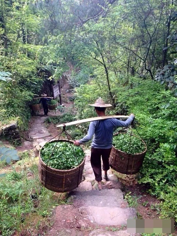 采摘武夷岩茶有讲究