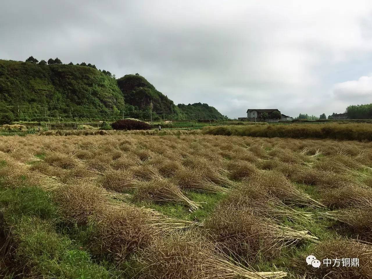 銅鼎娃娃們,你媽喊你回家收油菜籽咯!