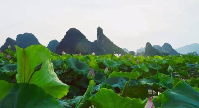 大件事九龍小鎮首屆荷花節機密消息遭洩露