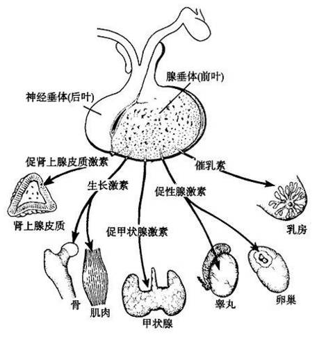内分泌系统结构简图图片