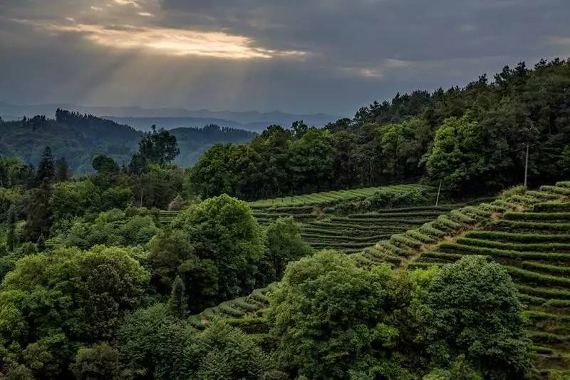 协会活动名山区双河乡金鼓村惊现大地指纹成都企业家摄影协会组织前往