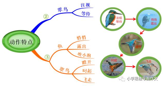 如何使用思维导图学语文写作文翠鸟举例分析