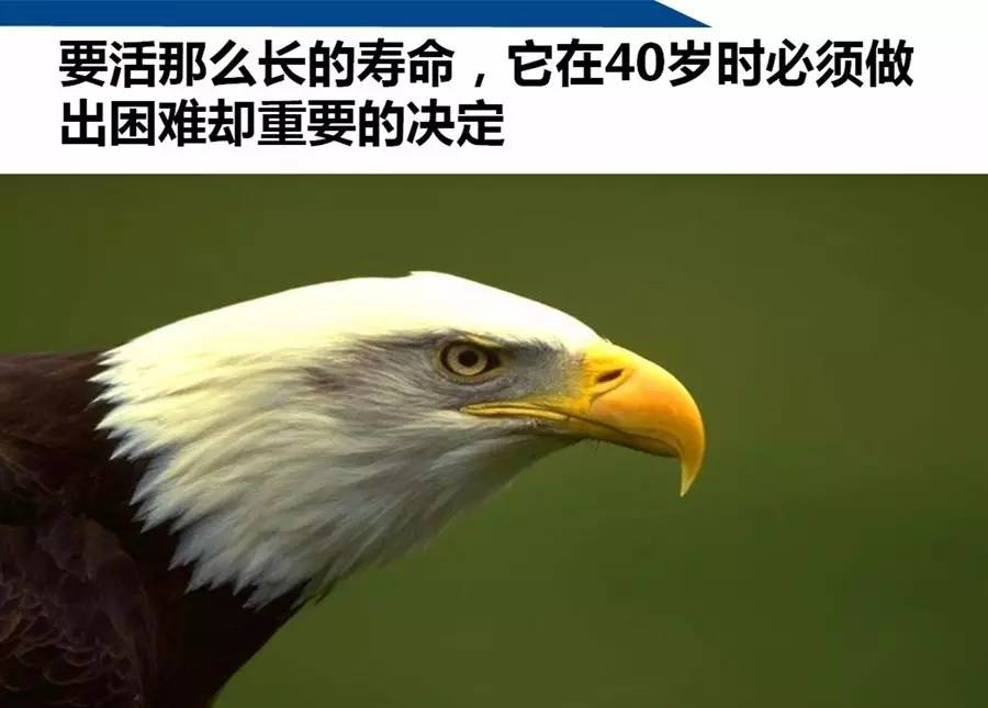 鳳凰涅盤,雄鷹再現——我校召開全校教職員工大會