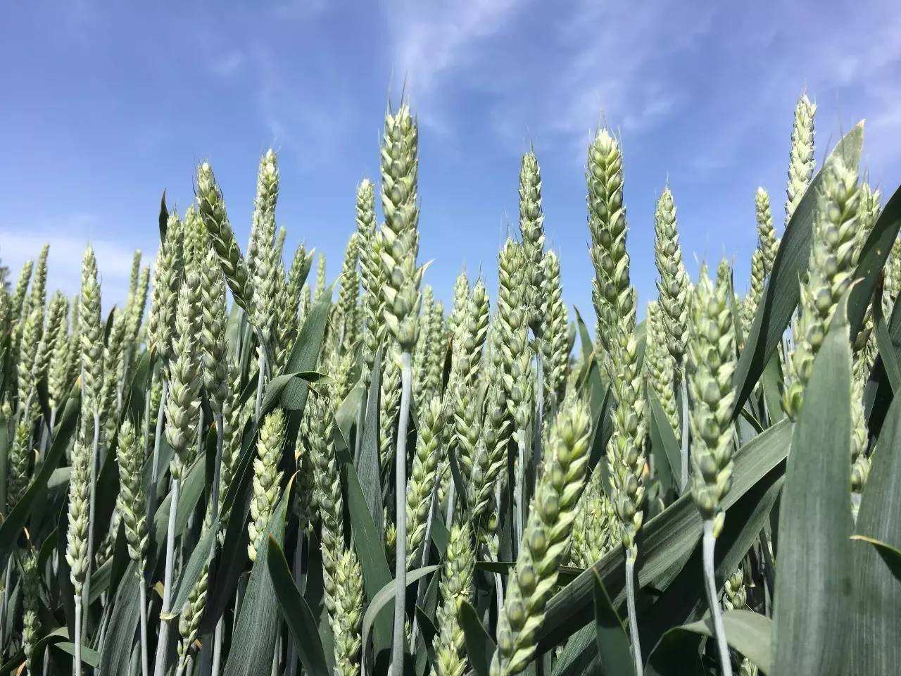 山农41小麦品种简介图片
