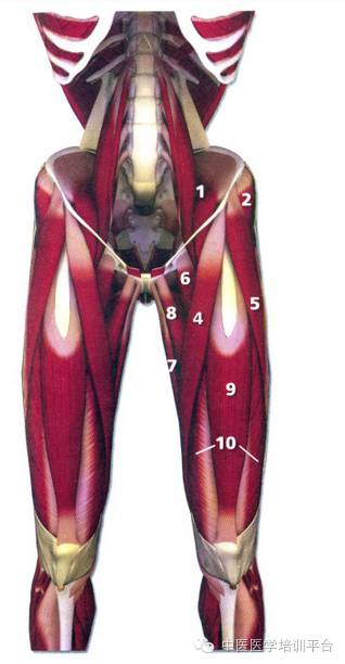 骨科醫生必備肌肉解剖圖解