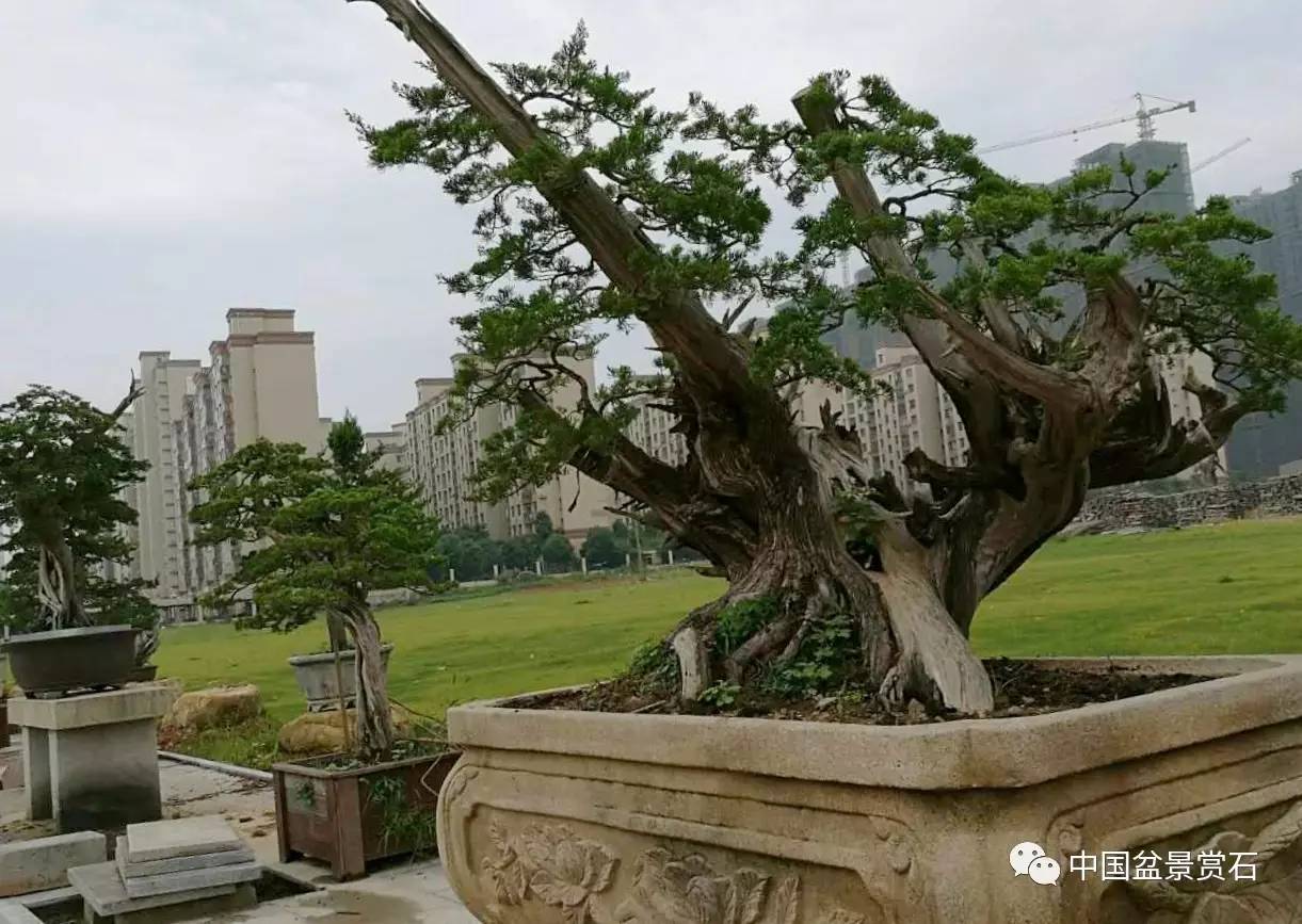 中国最大盆景生产基地图片