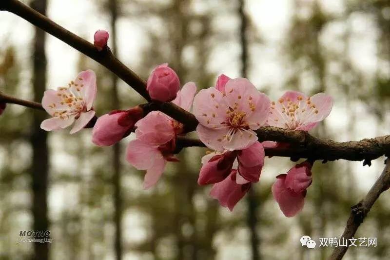 杏花開,杏花落作者:楊布穀春風開門,春雨敲窗十萬朵的誠意才是最好的