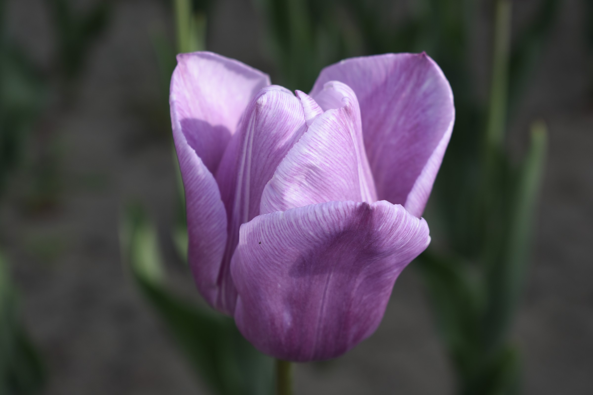 各种各样的郁金香和紫藤花