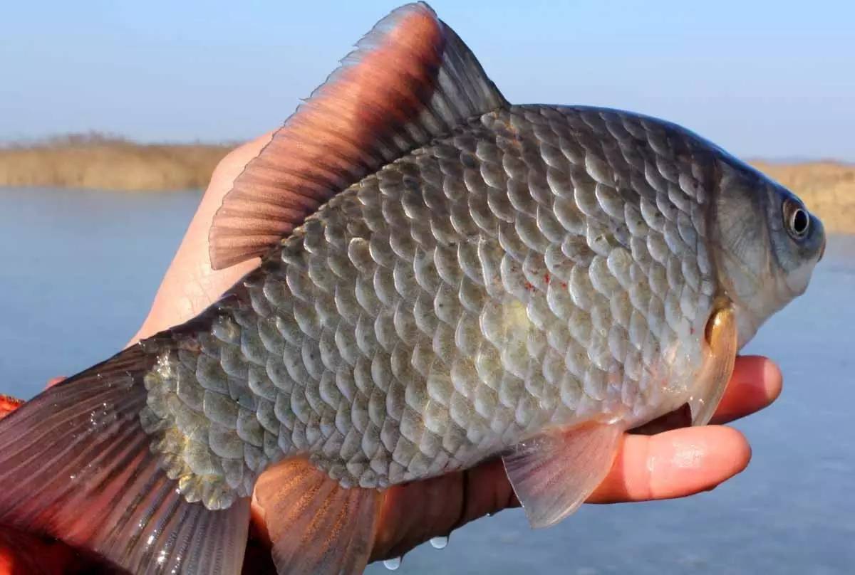 釣魚技巧靈與鈍上魚率