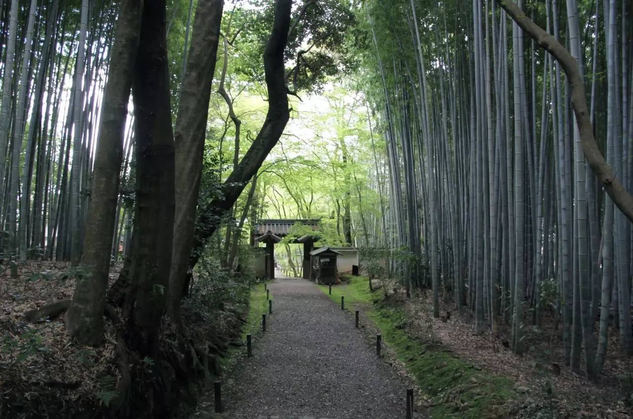 京都晚春的寺院