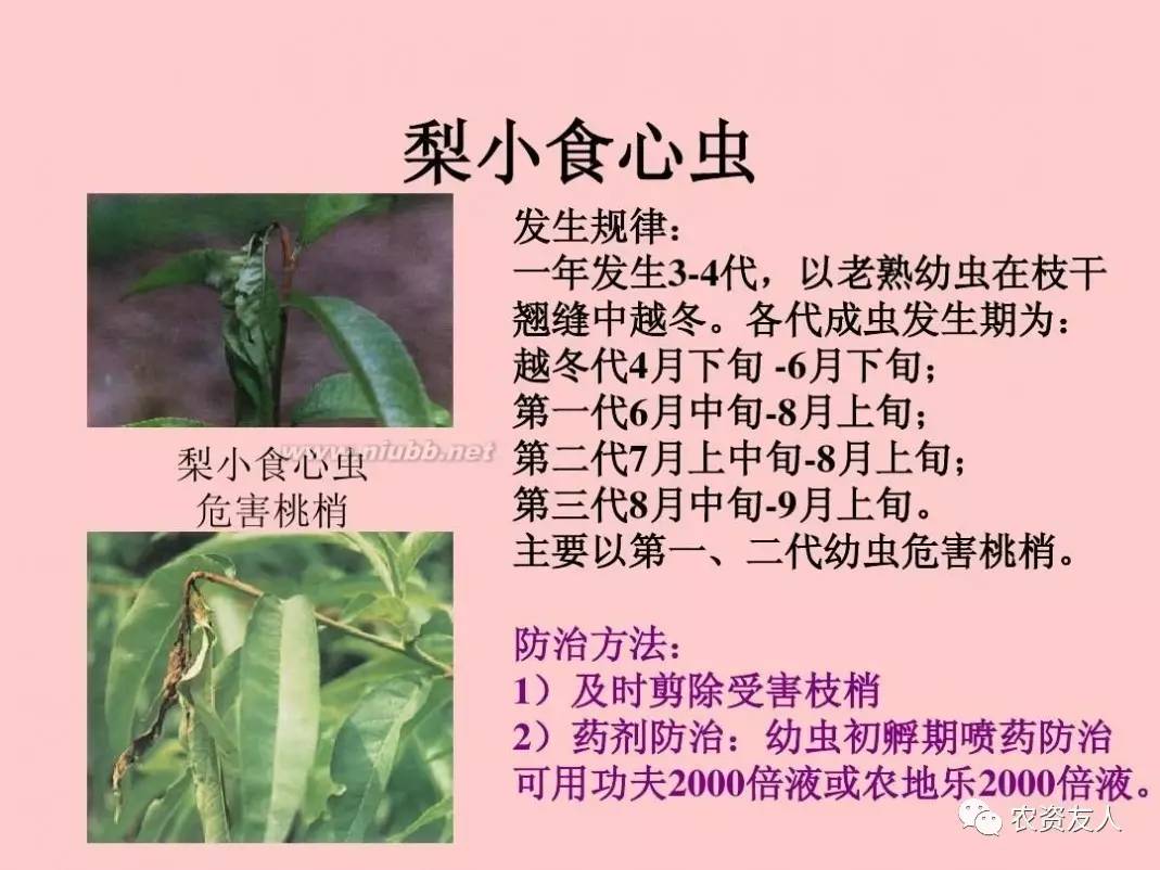 黄桃树打药时间表图片