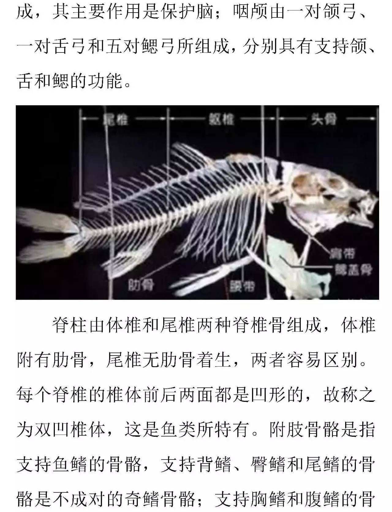 鲤鱼骨骼示意图图片