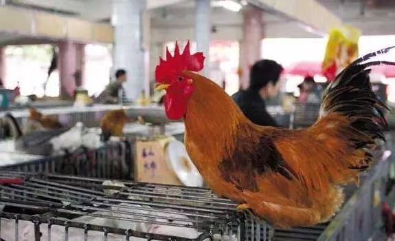 【提醒】四川确诊1例h7n9病例,患者常年在农贸市场从事活禽售卖工作!