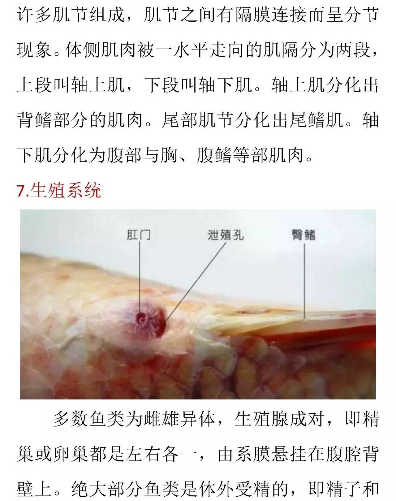 图文详解鱼类的内部形态构造