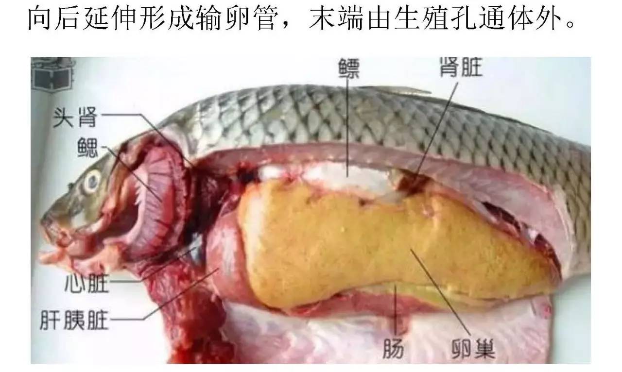 鱼头内部各器官结构图图片