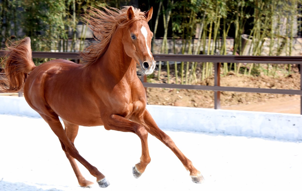 汗血寶馬,阿拉伯馬,荷蘭溫血馬,德國漢諾威溫血馬,這裡有共計30餘匹你