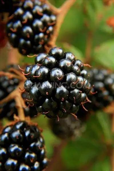 黑莓,也称露莓,其果实营养丰富,富含人体所必须的各类氨基酸和微量