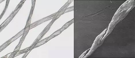 棉纤维的形态结构图片