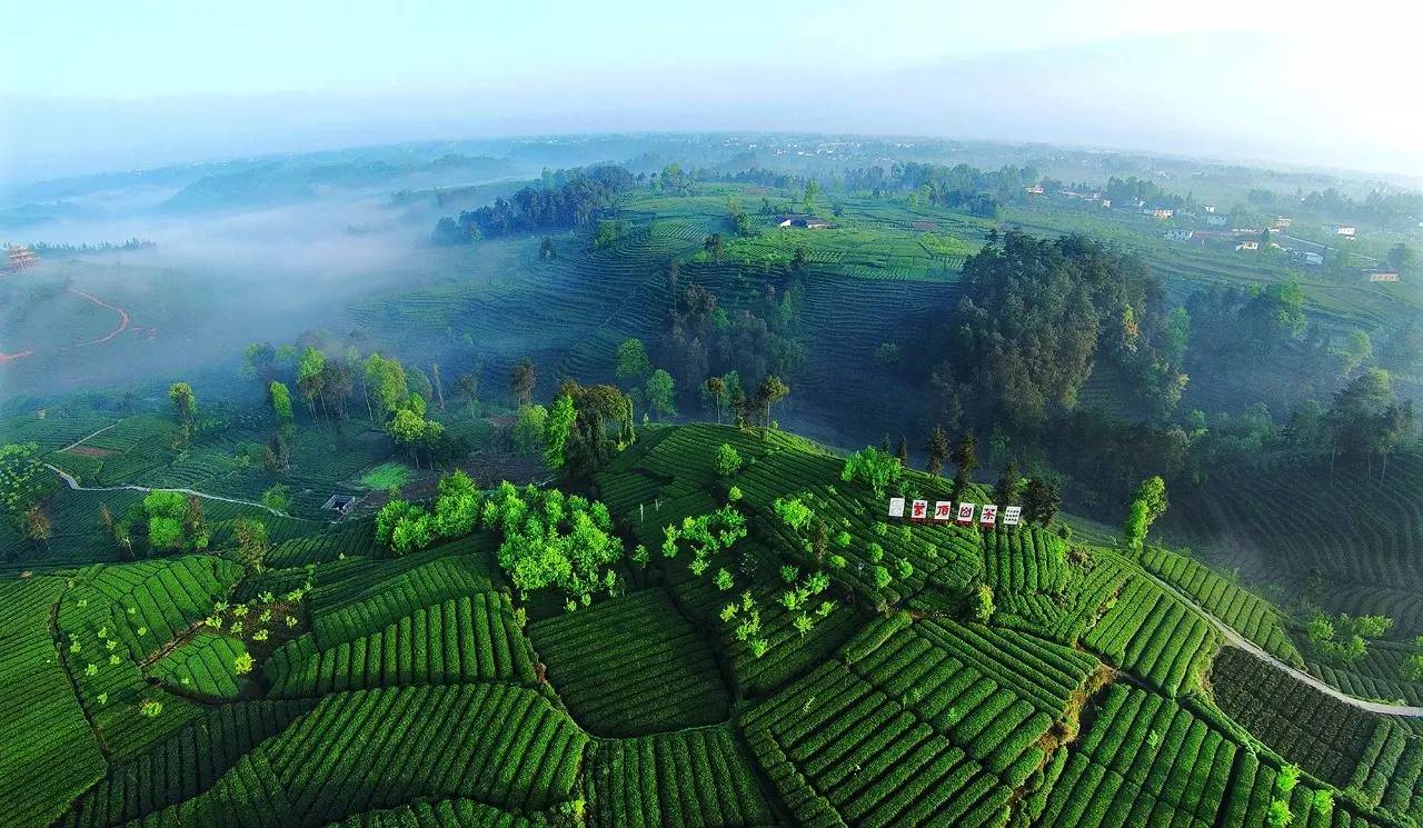 中国十大茶叶品牌“蒙顶山茶”您知多少？？