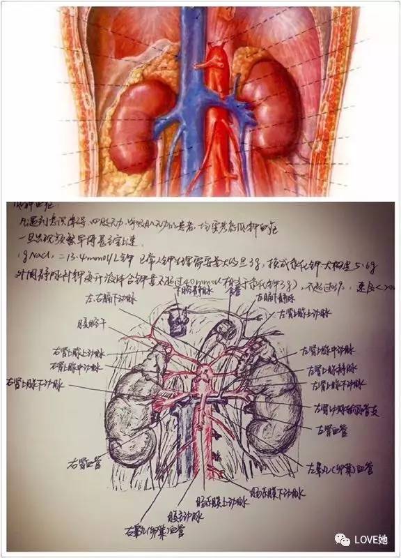 切了一上午的子宫手绘人体解剖图解压福州这女研究生丫霸