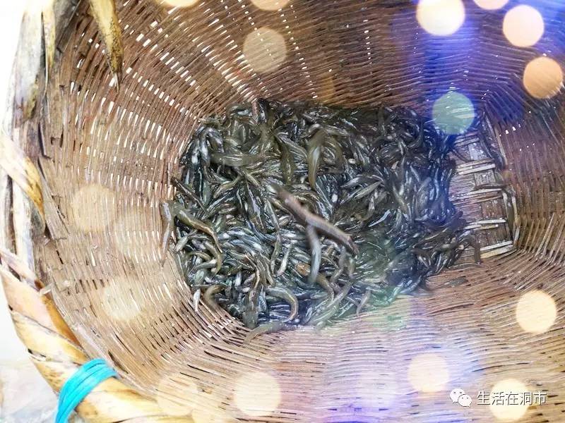 醉美洞市麻溪魚事漲水的蝦米退水的魚