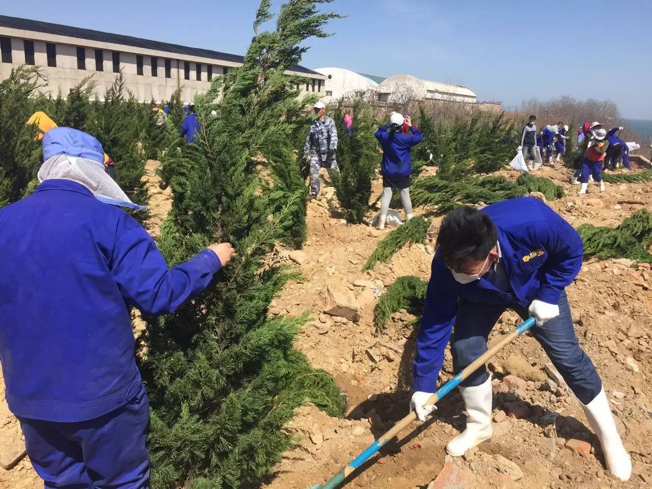 全大連人都在為槐花著迷,有一家企業堅持13年買土種樹